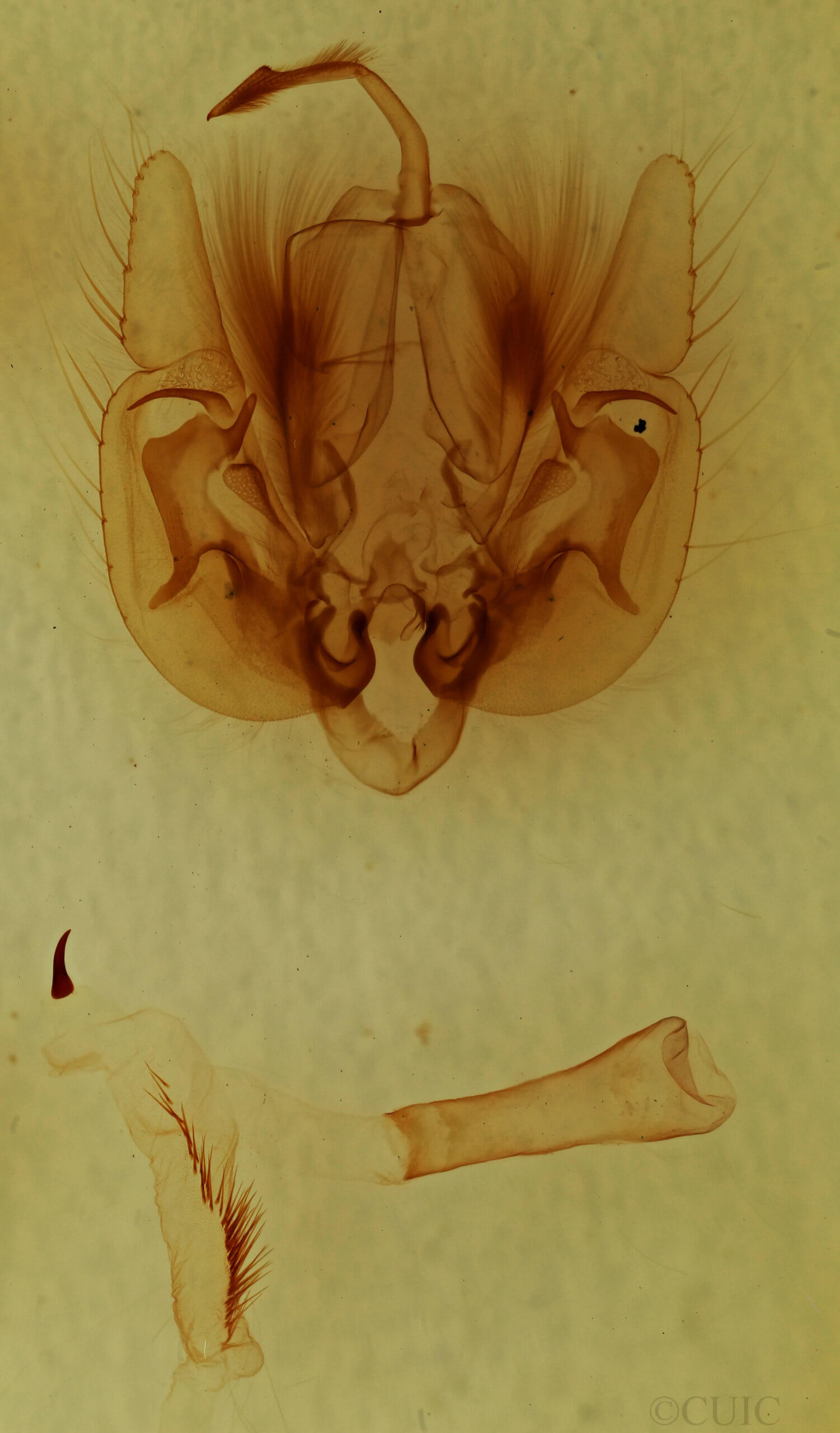 genitalia view of adult Leucania multilinea