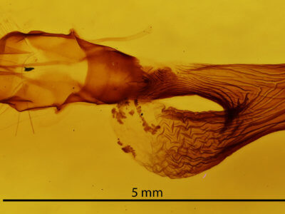 genitalia view of adult Leucania multilinea