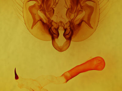 genitalia view of adult Leucania multilinea