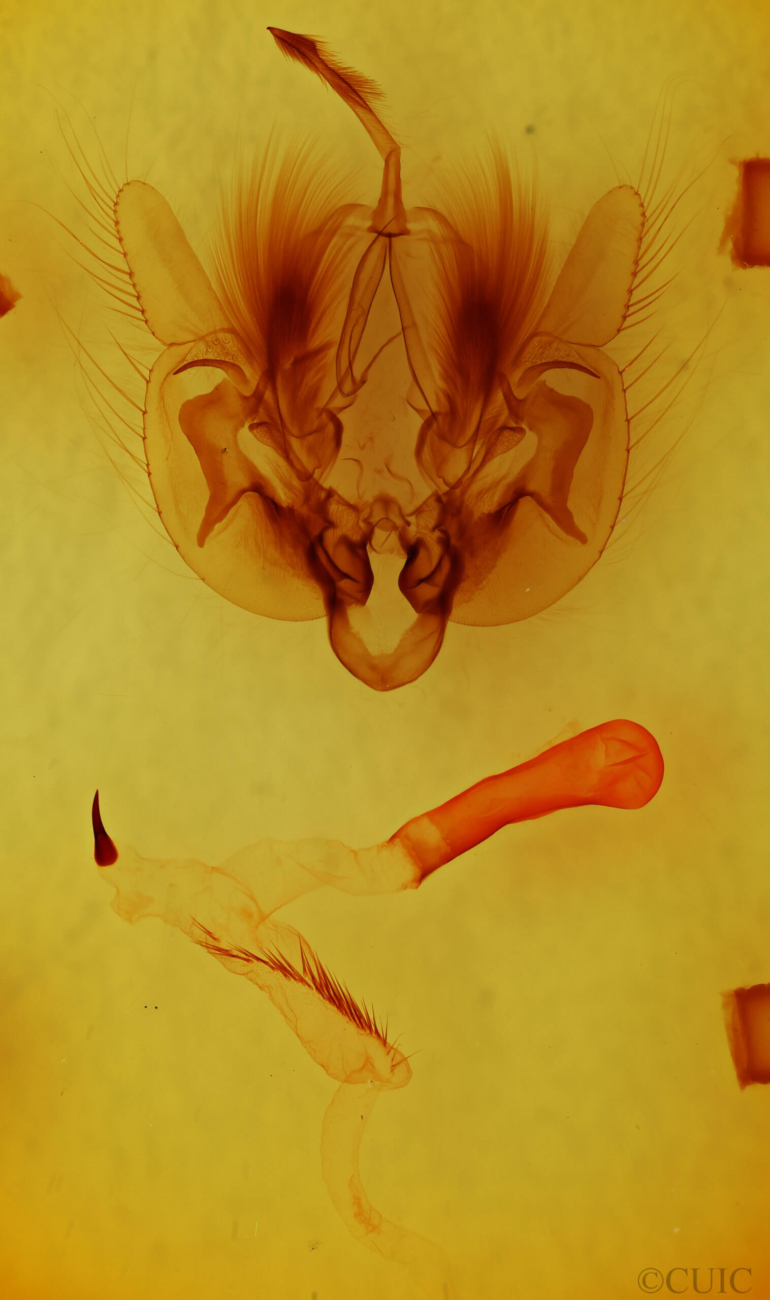 genitalia view of adult Leucania multilinea