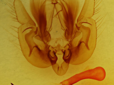 genitalia view of adult Leucania multilinea