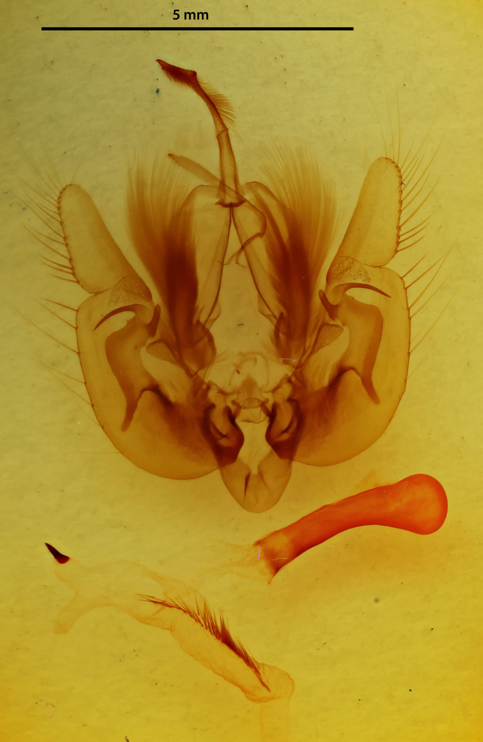genitalia view of adult Leucania multilinea