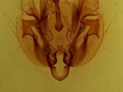 genitalia view of adult Leucania phragmitidicola