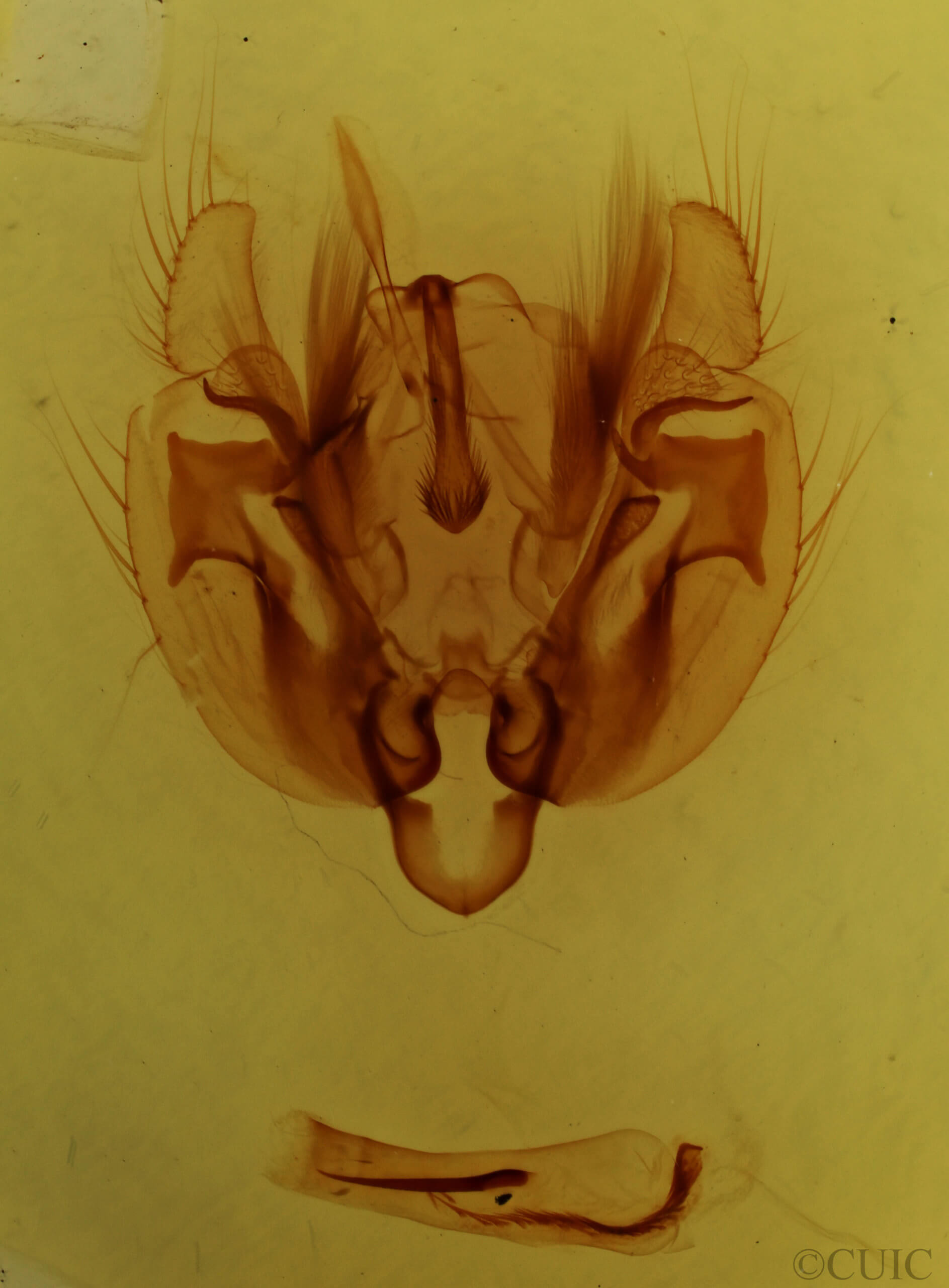 genitalia view of adult Leucania phragmitidicola