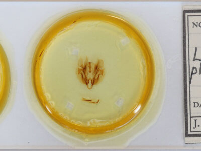 slide view of adult Leucania phragmitidicola