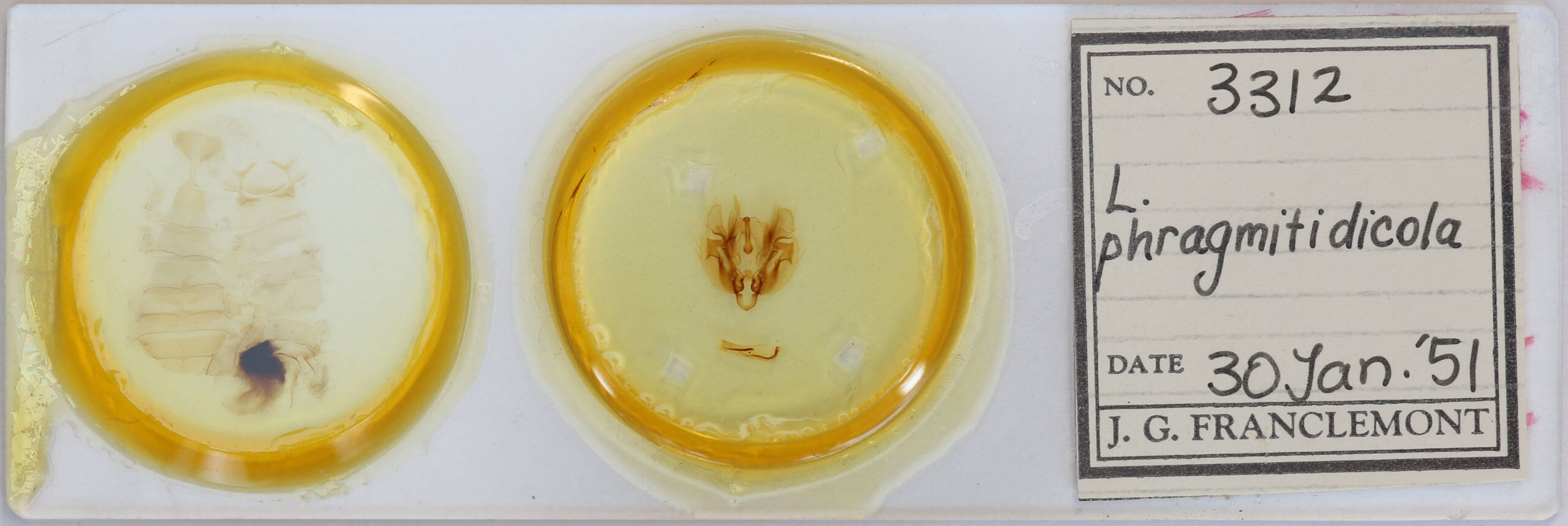 slide view of adult Leucania phragmitidicola