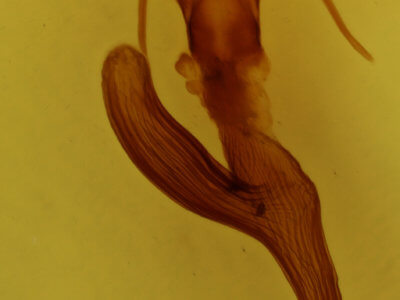 genitalia view of adult Leucania phragmitidicola