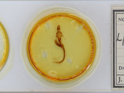 slide view of adult Leucania phragmitidicola