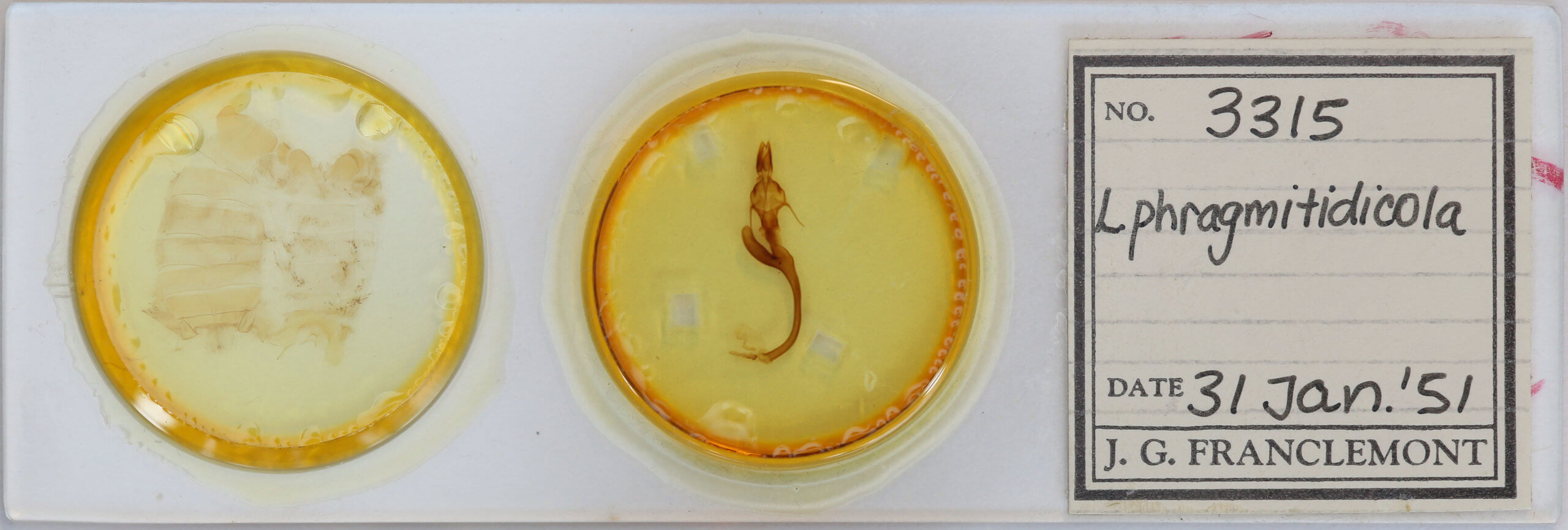 slide view of adult Leucania phragmitidicola