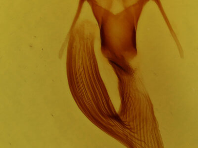 genitalia view of adult Leucania phragmitidicola