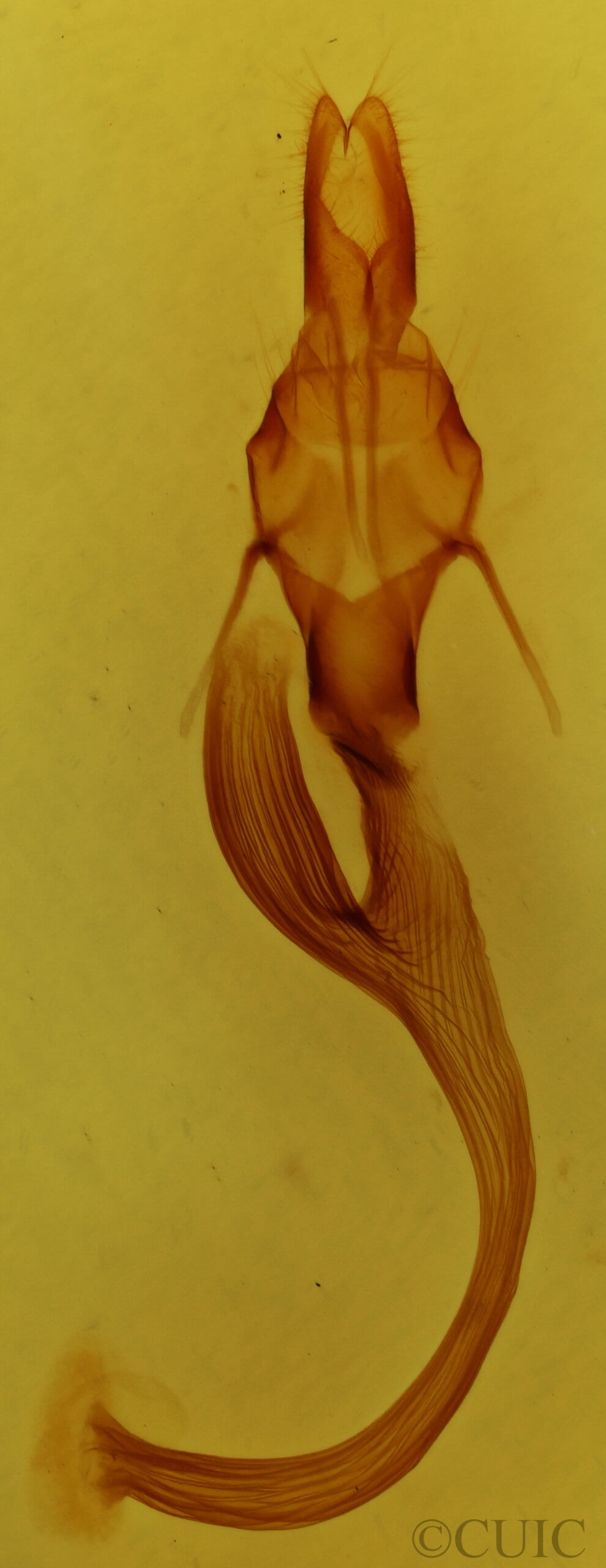 genitalia view of adult Leucania phragmitidicola