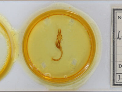 slide view of adult Leucania phragmitidicola