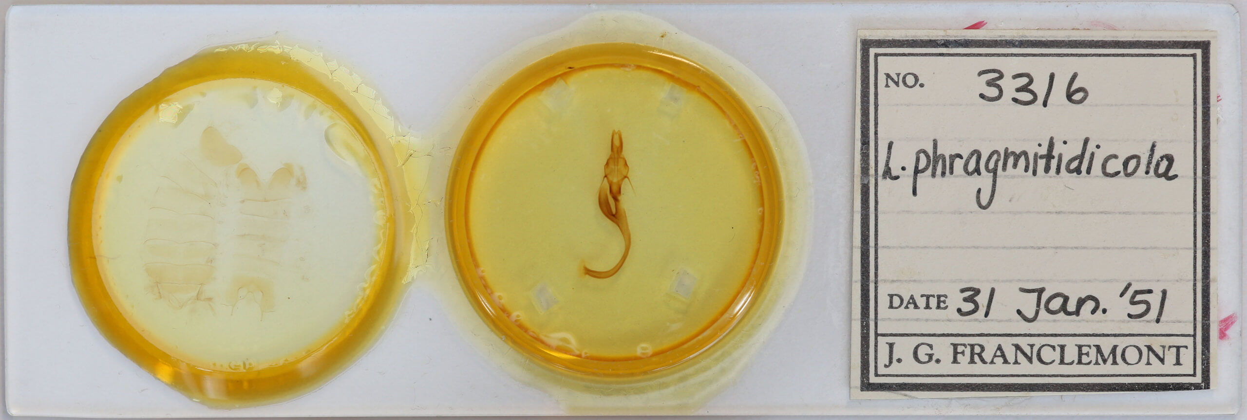 slide view of adult Leucania phragmitidicola