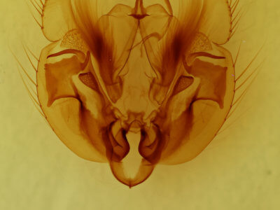genitalia view of adult Leucania phragmitidicola