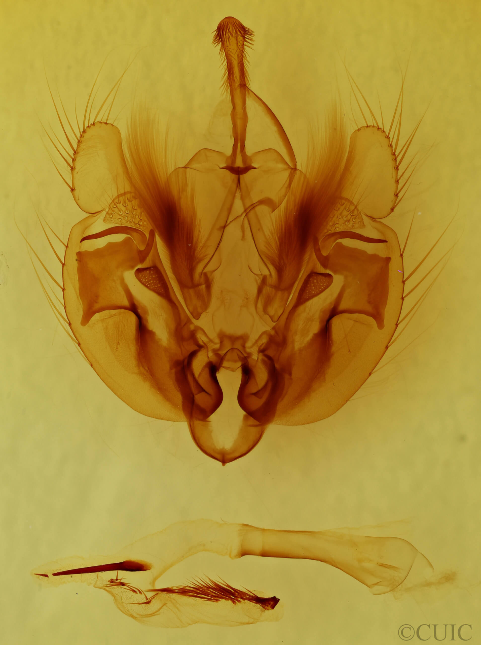 genitalia view of adult Leucania phragmitidicola