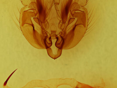 genitalia view of adult Leucania phragmitidicola