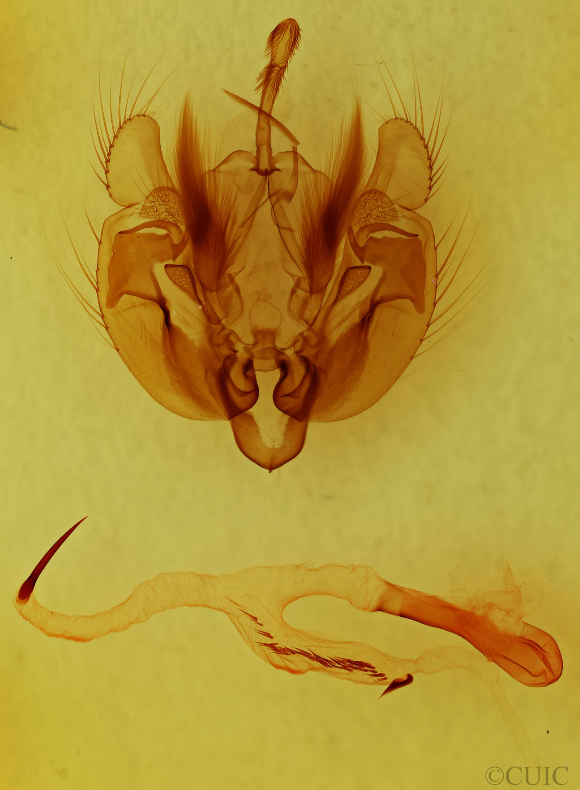 genitalia view of adult Leucania phragmitidicola