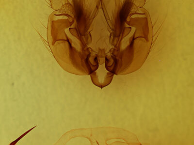 genitalia view of adult Leucania phragmitidicola