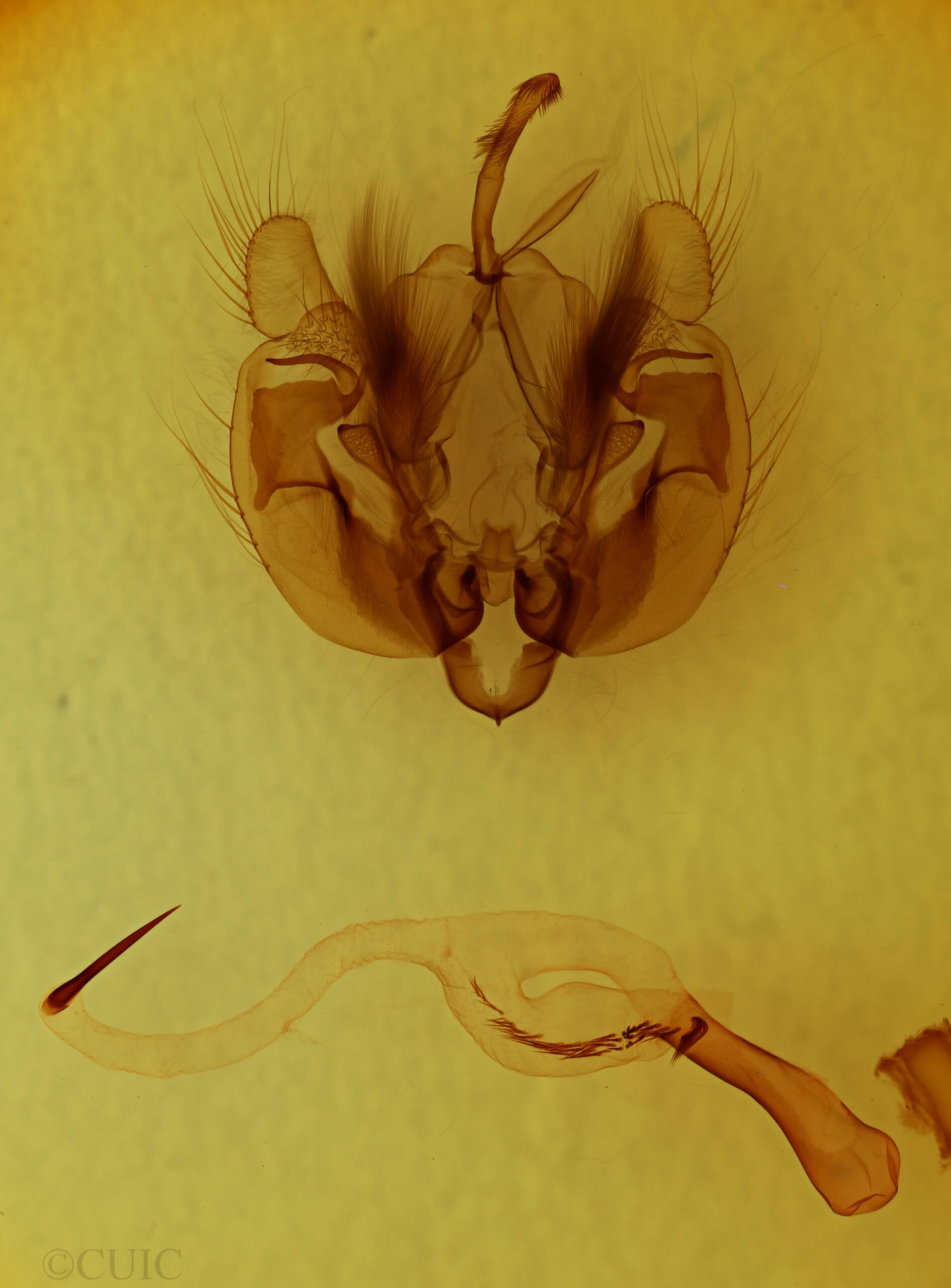 genitalia view of adult Leucania phragmitidicola