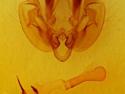 genitalia view of adult Leucania pilipalpis