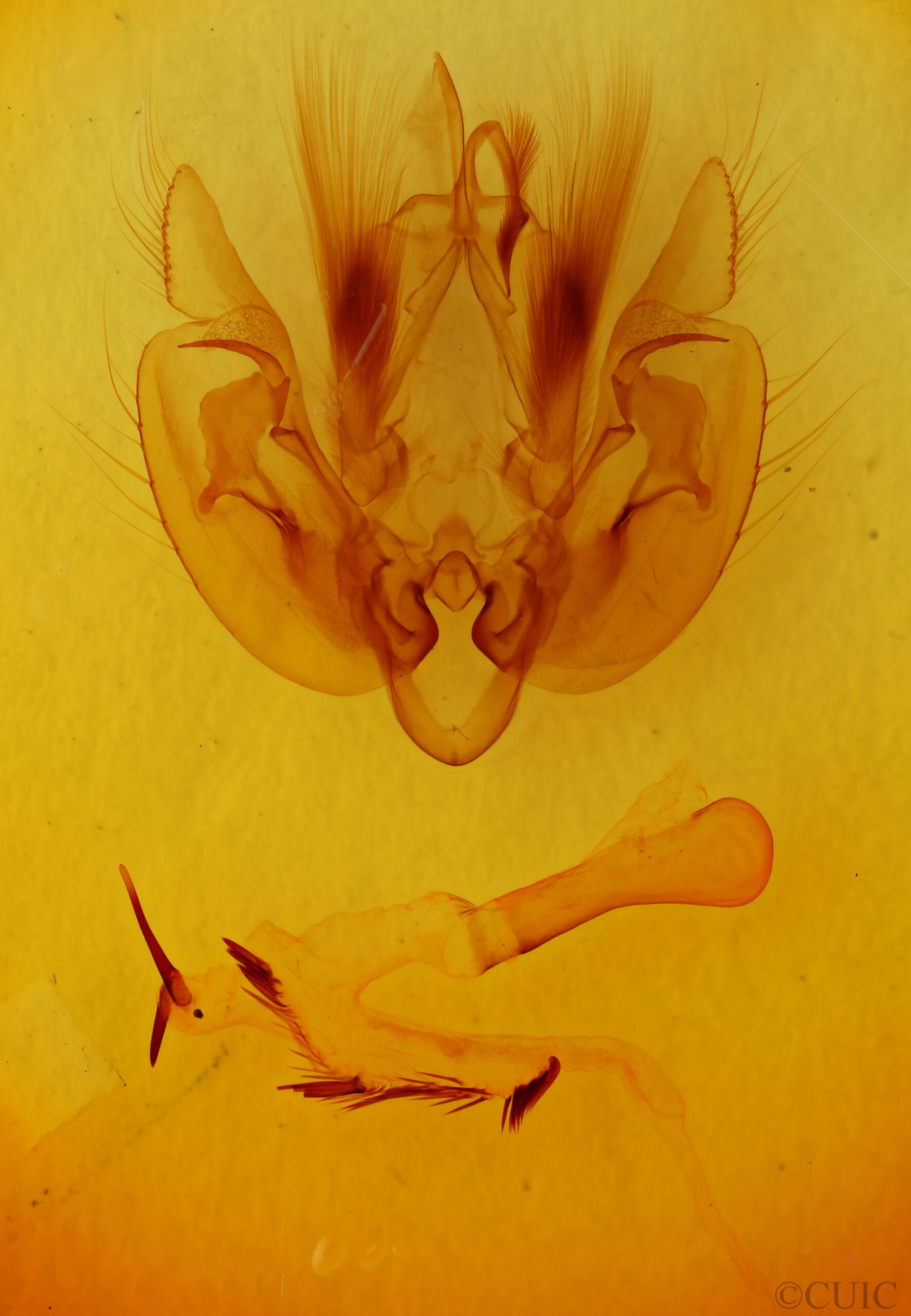 genitalia view of adult Leucania pilipalpis