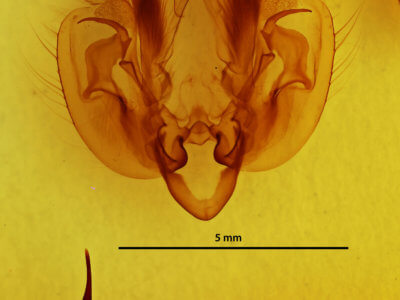 genitalia view of adult Leucania pilipalpis