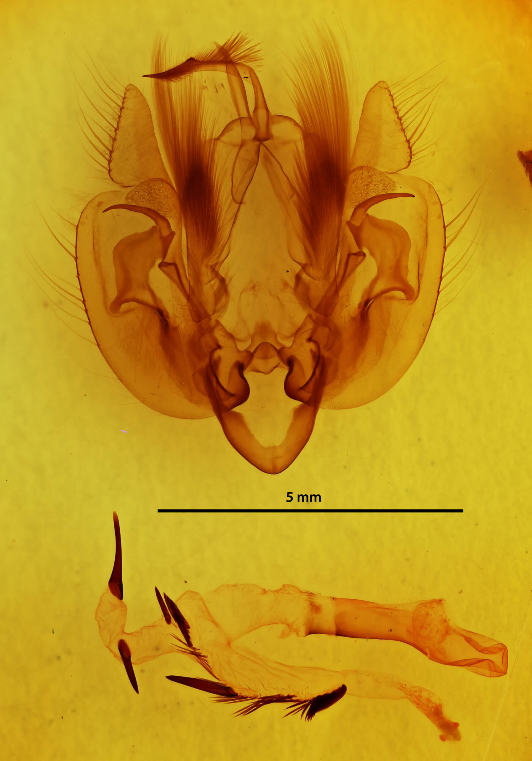 genitalia view of adult Leucania pilipalpis