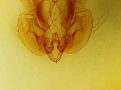 genitalia view of adult Leucania pseudargyria