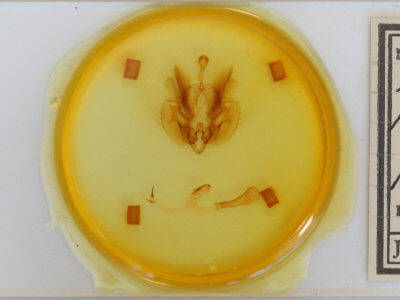 slide view of adult Leucania pseudargyria