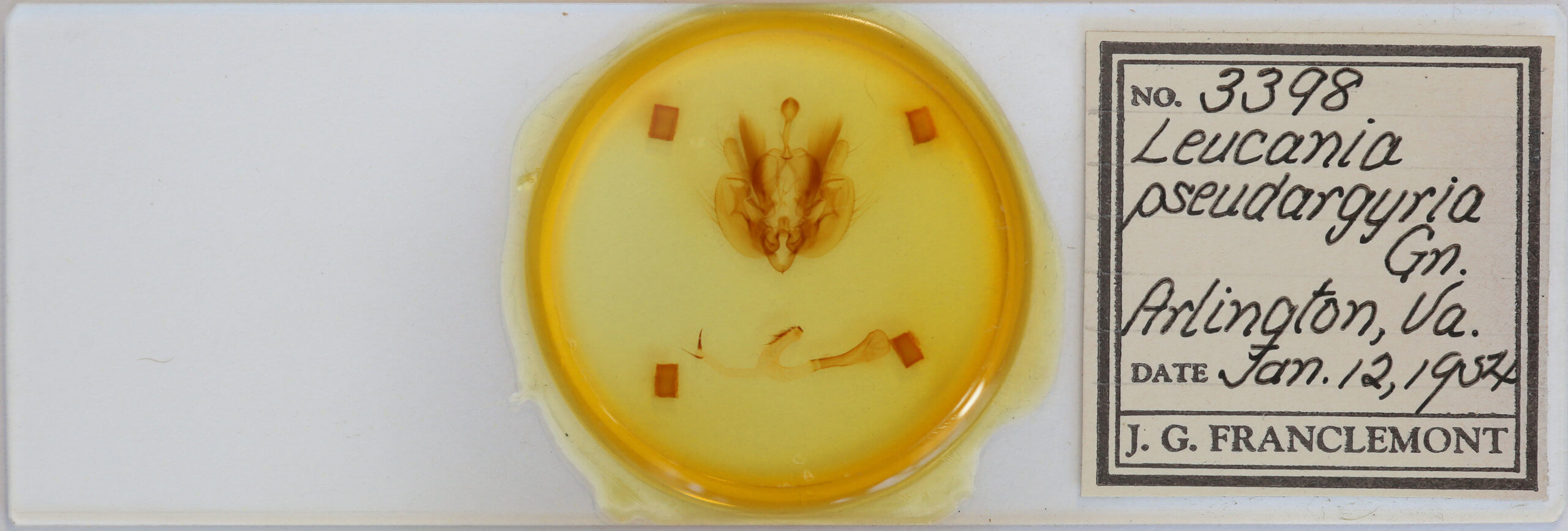 slide view of adult Leucania pseudargyria