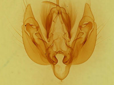 genitalia view of adult Leucania scirpicola