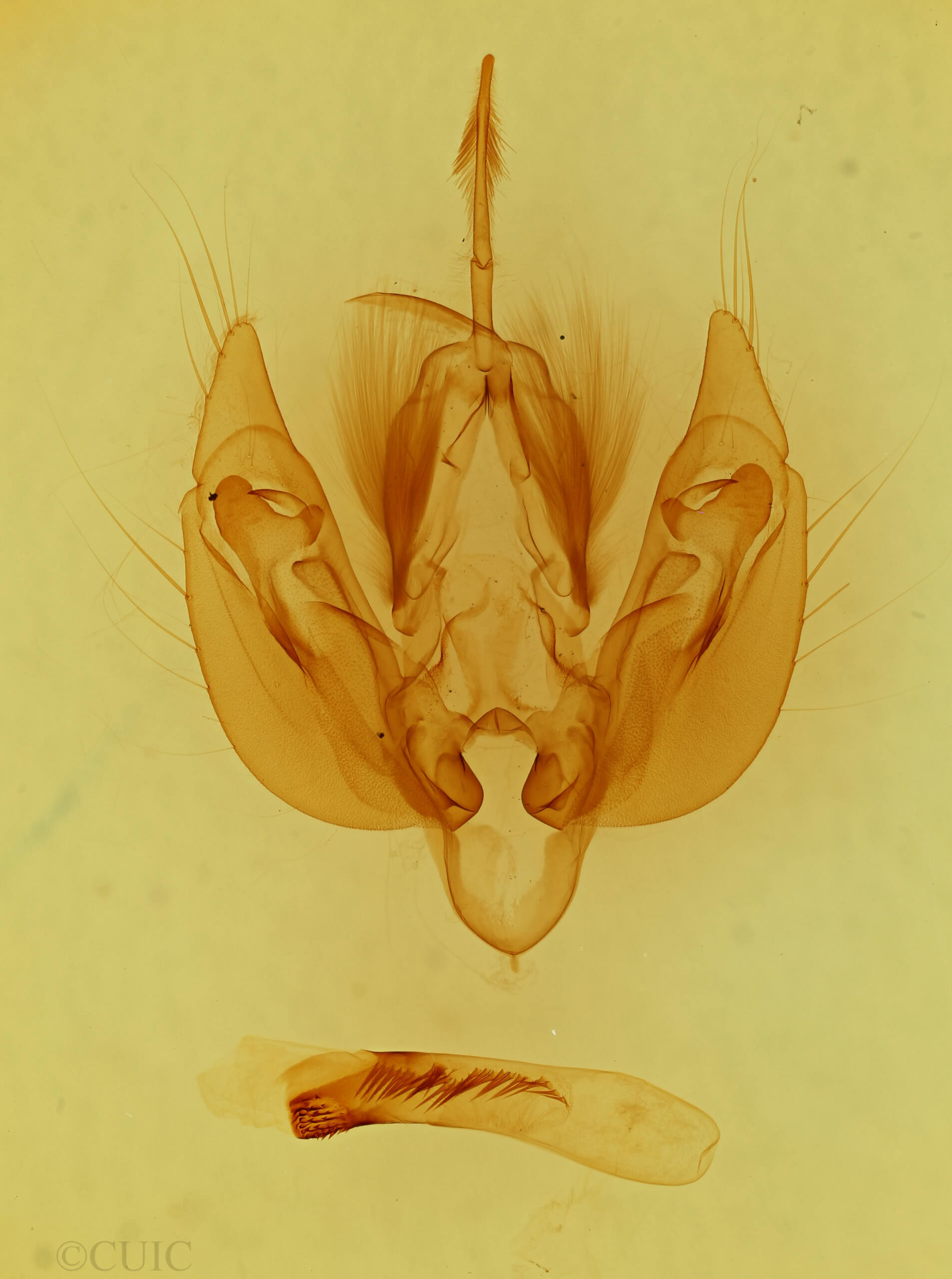 genitalia view of adult Leucania scirpicola