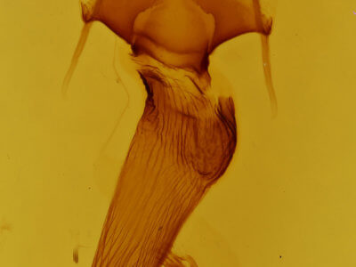 genitalia view of adult Leucania scirpicola