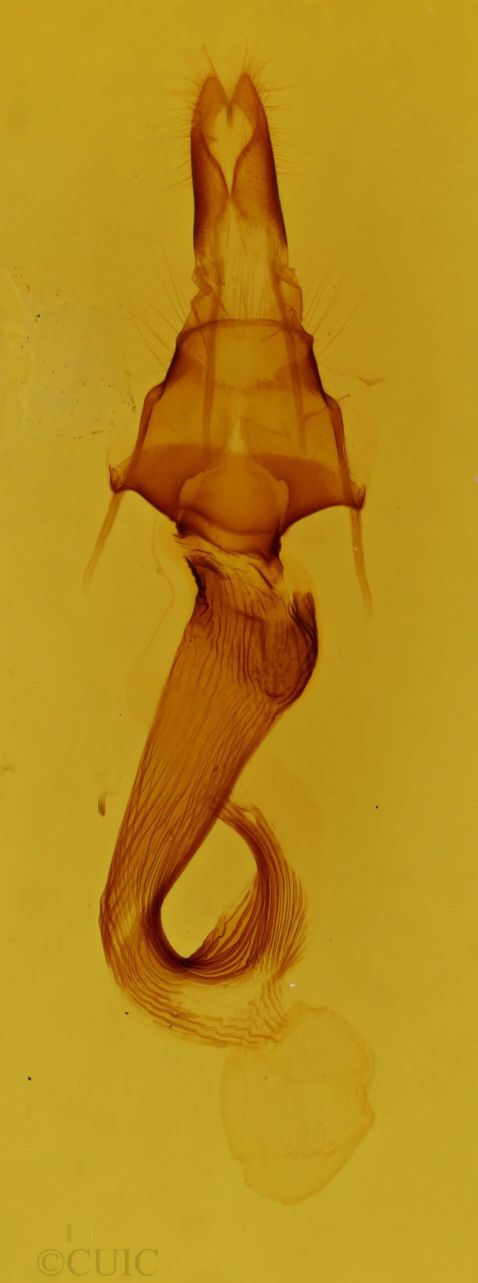 genitalia view of adult Leucania scirpicola