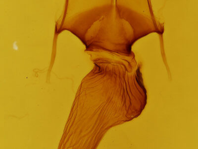 genitalia view of adult Leucania scirpicola