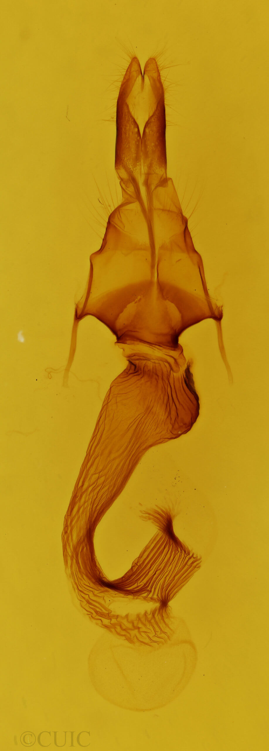 genitalia view of adult Leucania scirpicola