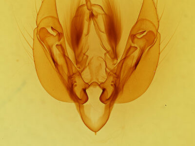 genitalia view of adult Leucania scirpicola