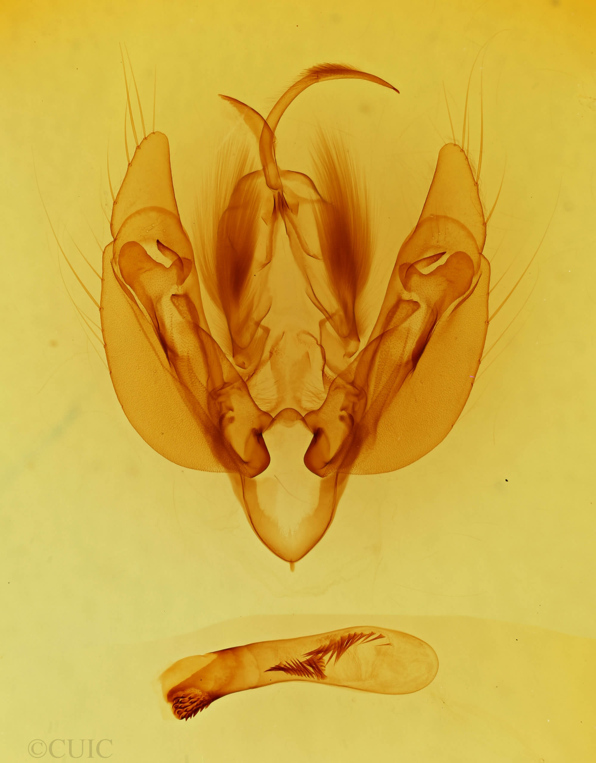 genitalia view of adult Leucania scirpicola