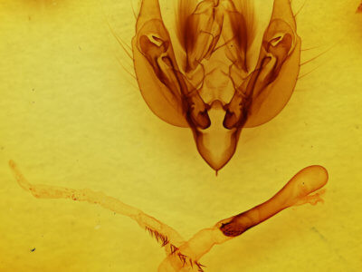 genitalia view of adult Leucania scirpicola