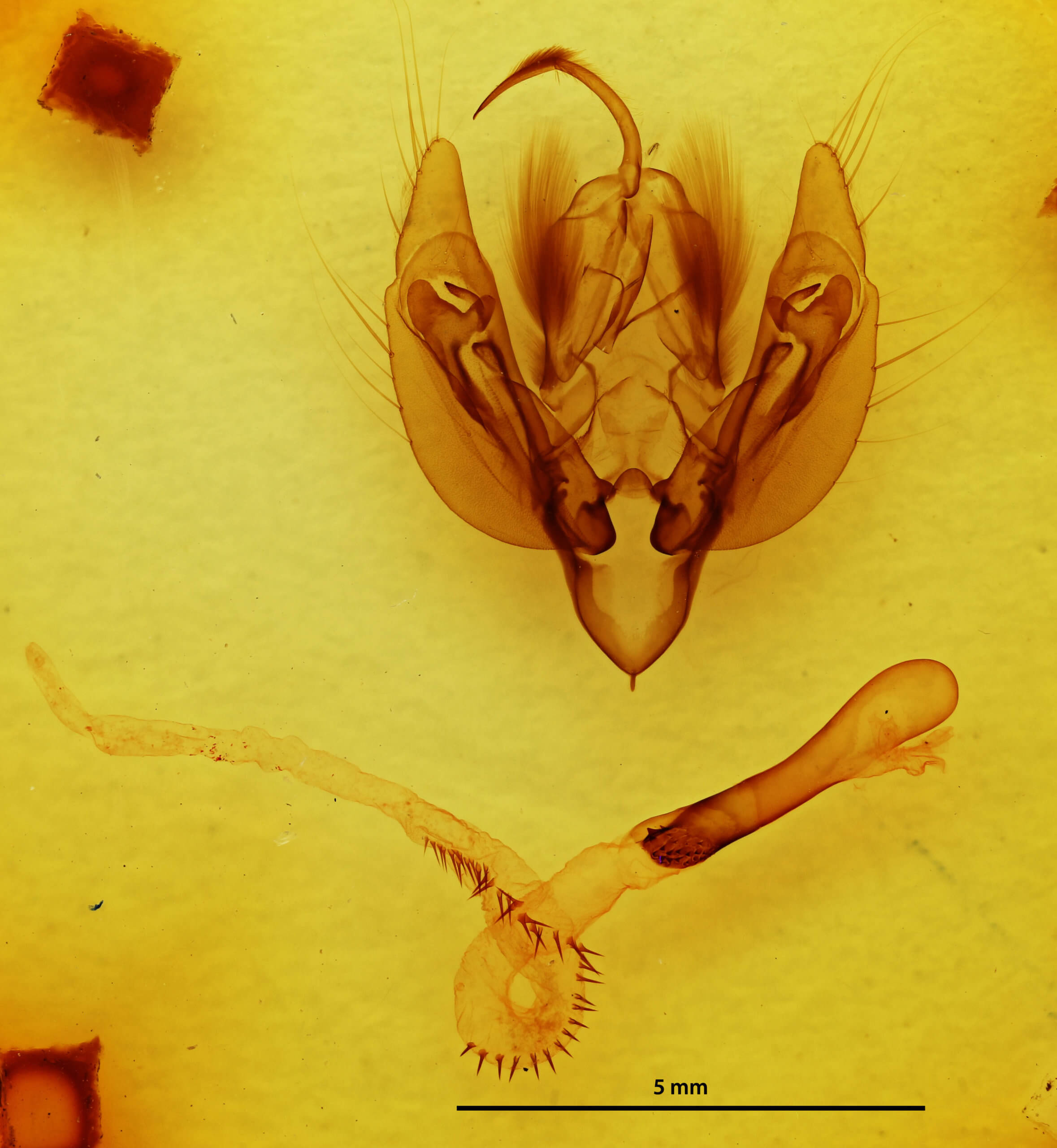 genitalia view of adult Leucania scirpicola