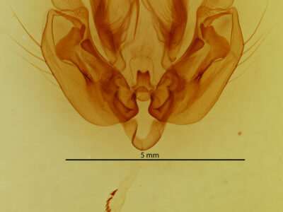genitalia view of adult Leucania ursula