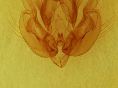 genitalia view of adult Leucania ursula