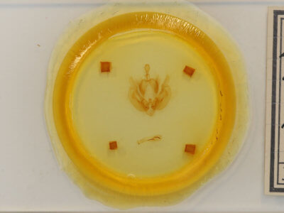 slide view of adult Leucania ursula