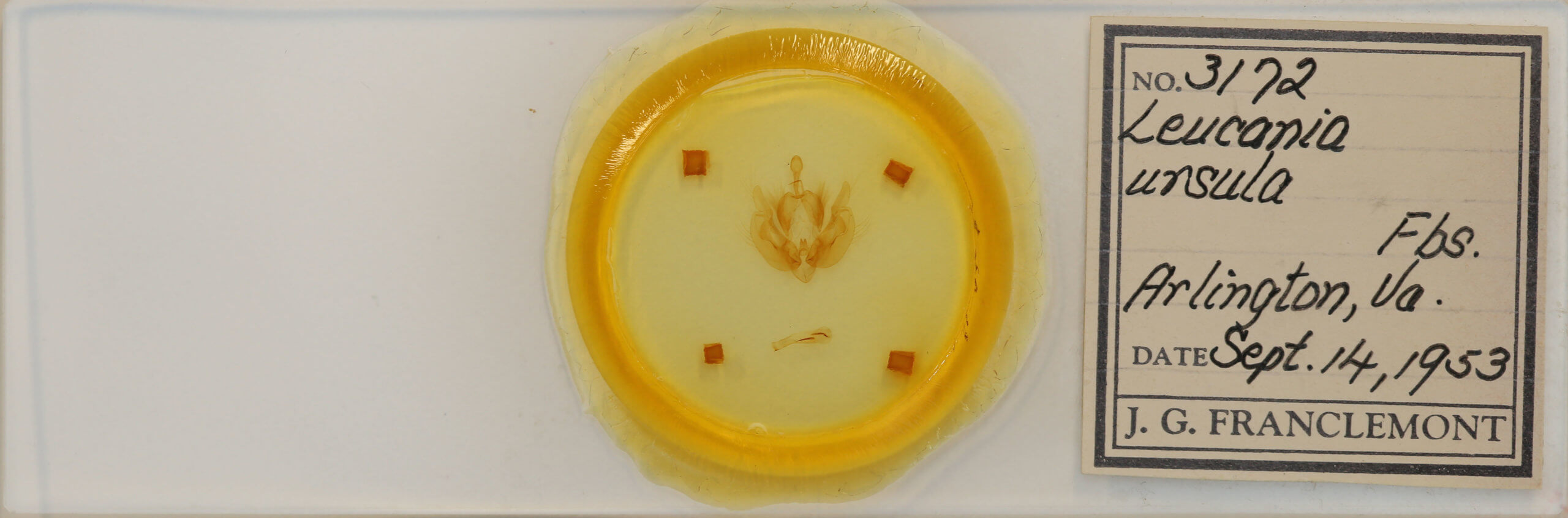 slide view of adult Leucania ursula