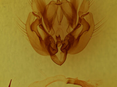 genitalia view of adult Leucania ursula