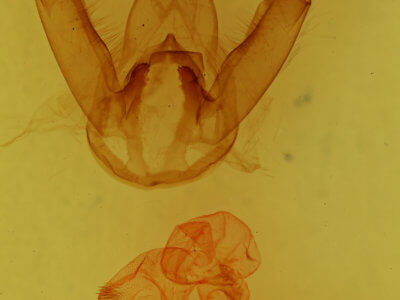 genitalia view of adult Leucanopsis longa