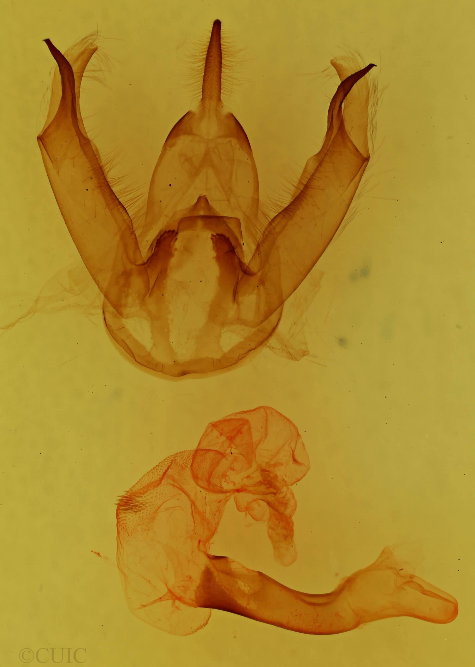 genitalia view of adult Leucanopsis longa