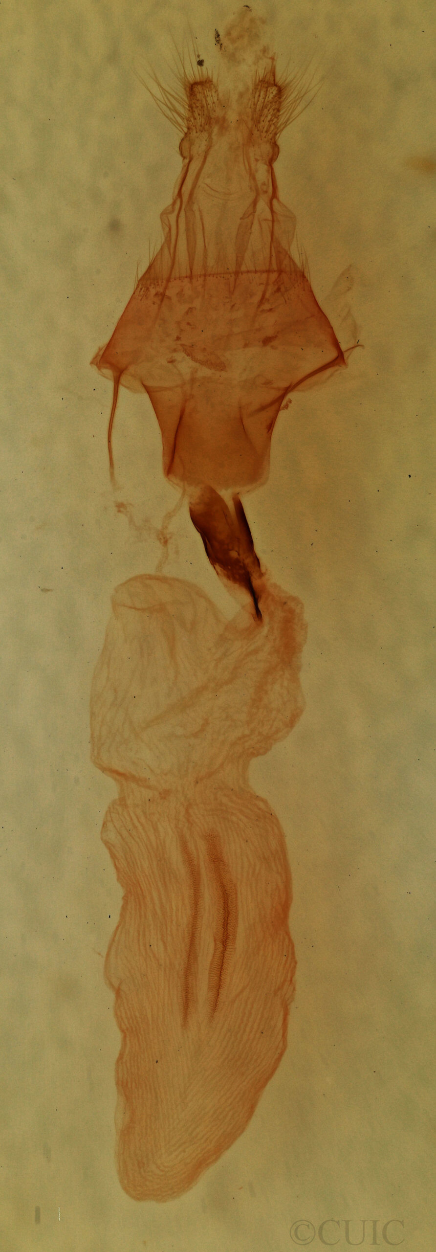 genitalia view of adult Lithophane furcifera