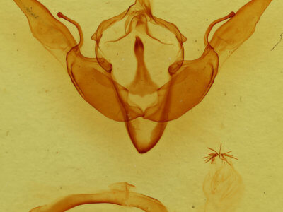 genitalia view of adult Lithophane georgii