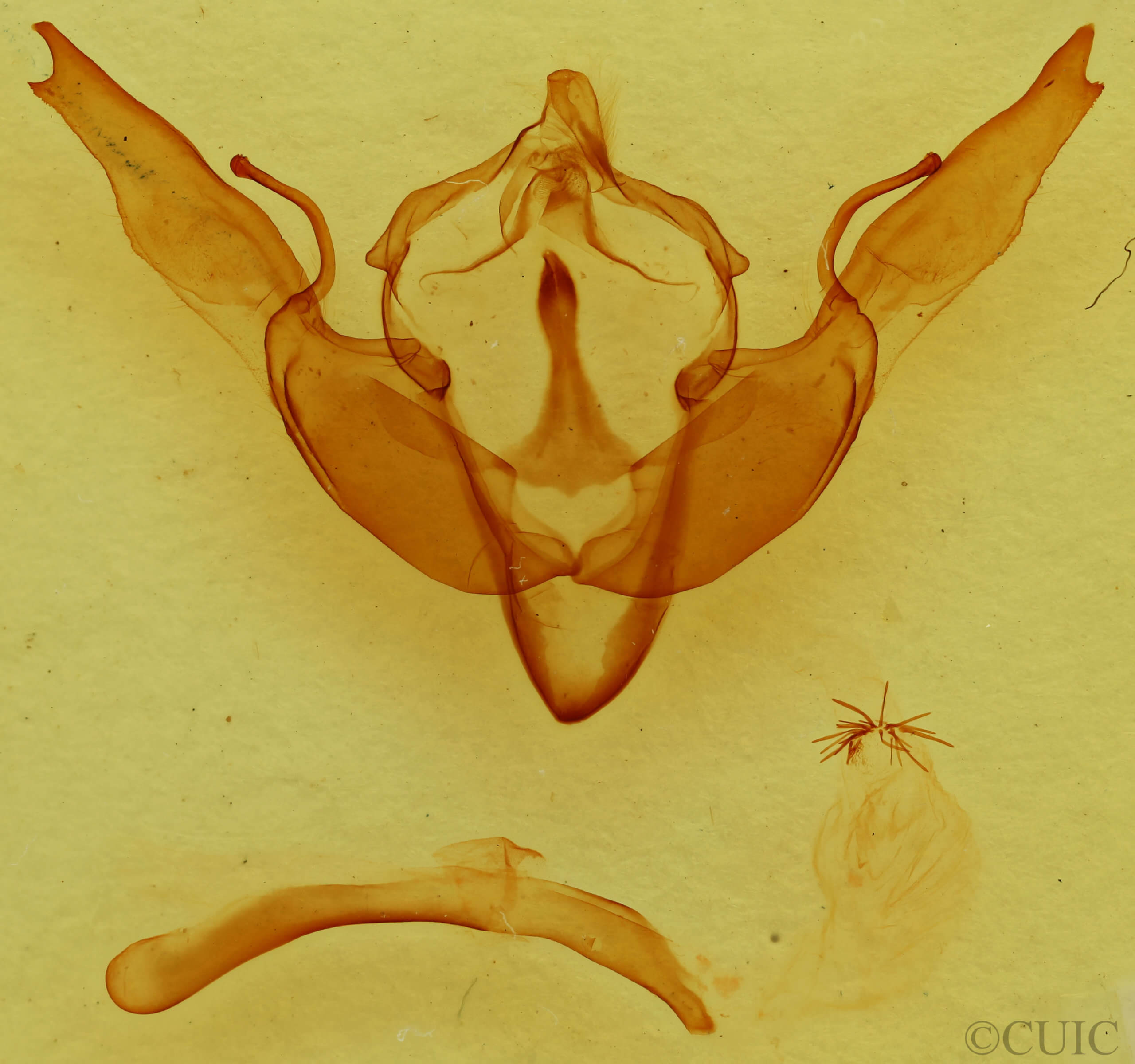 genitalia view of adult Lithophane georgii